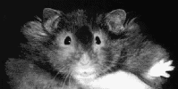 [Photo of the Editor]